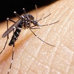 Texas Becomes First State to Issue Standing Order for Mosquito Repellent to Fight Zika